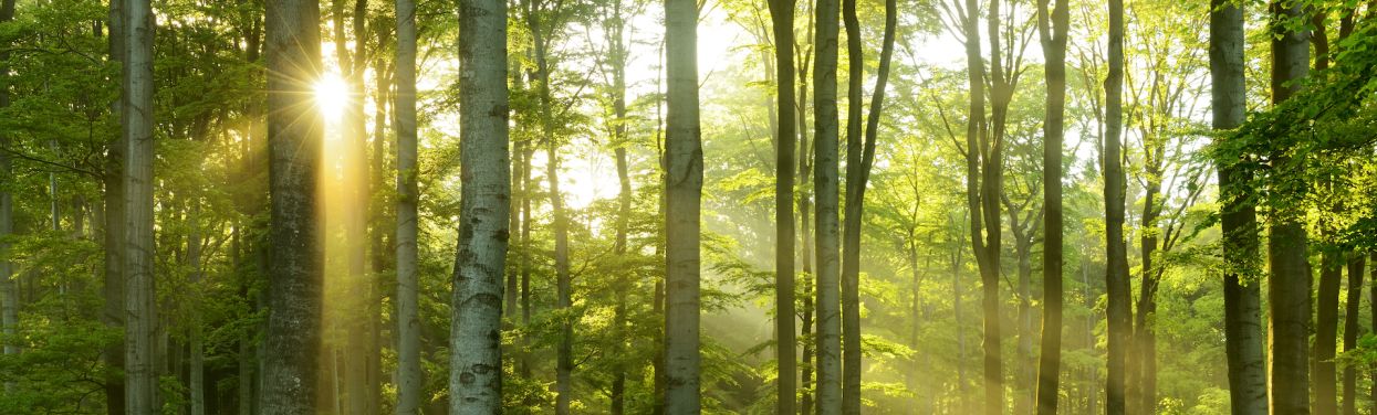 Wald3